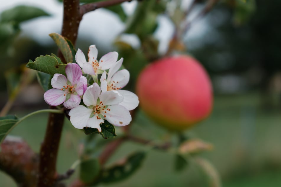 Blüten und Früchte gleichzeitig? Wie kommt es zu einer Apfelblüte im August?