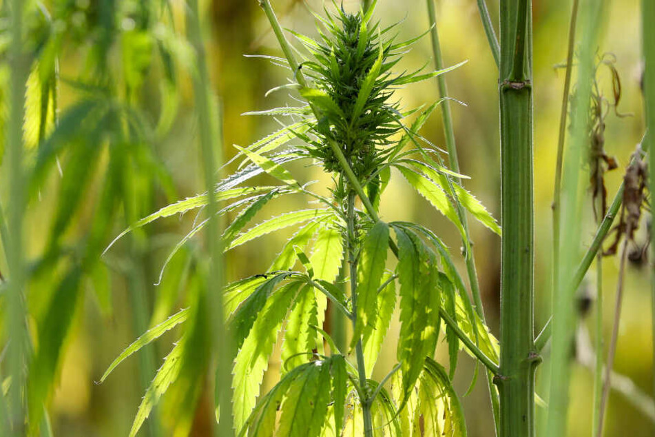 Polizei findet 600 Cannabis-Pflanzen auf Anwesen eines alten Mannes. (Symbolbild)