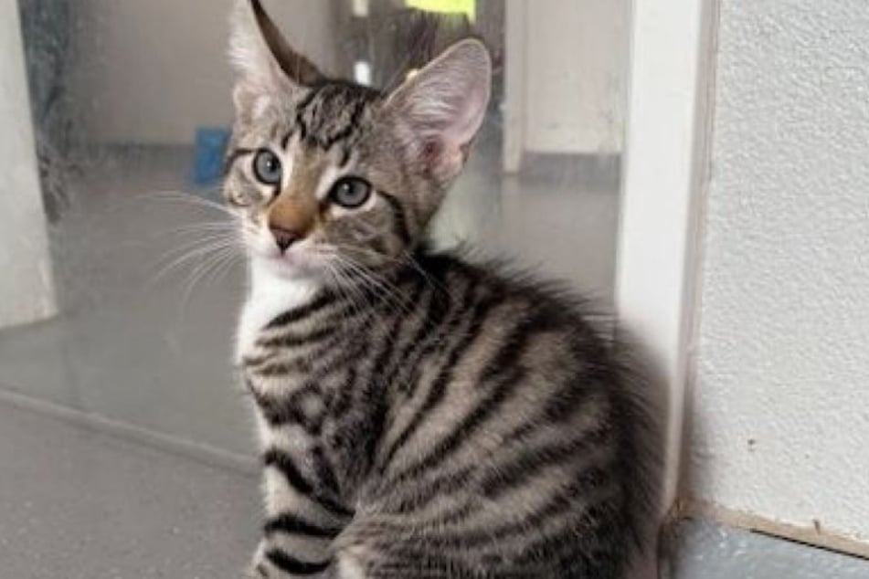 Die Katzen werden sowohl in Wohnungshaltung als auch in ein Zuhause mit Freigang vermittelt.