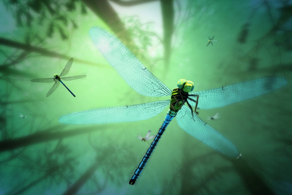 The Meganeura was a prehistoric dragon fly, and possibly the biggest insect ever to live.