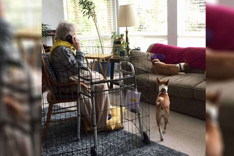 Oma Dorothy sitzt in einem Käfig, während die Hunde die Couch für sich haben.