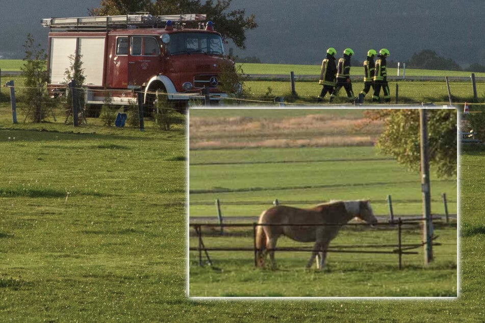 Pony stürzt in Keller: Feuerwehr muss auf Reithof anrücken