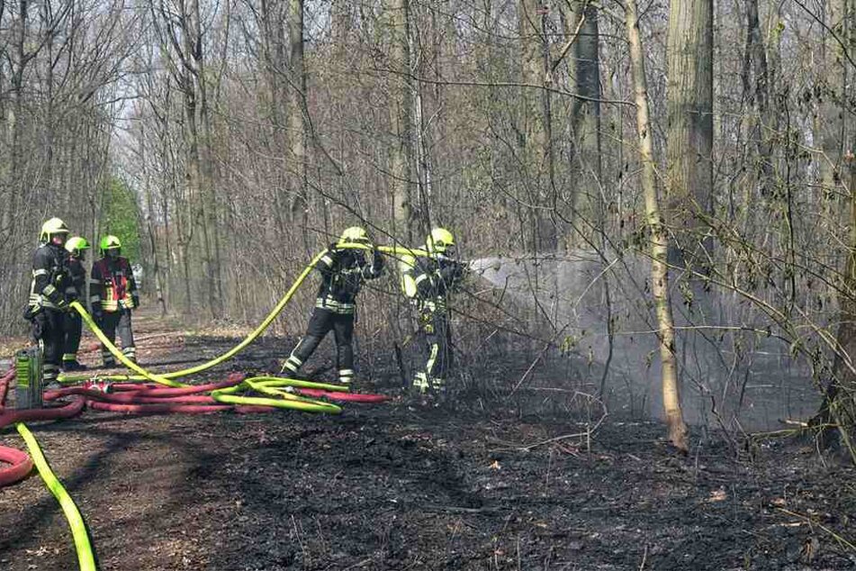 Die Feuerwehr kämpfte im Stadtwald von Ebersdorf gegen die Flammen.