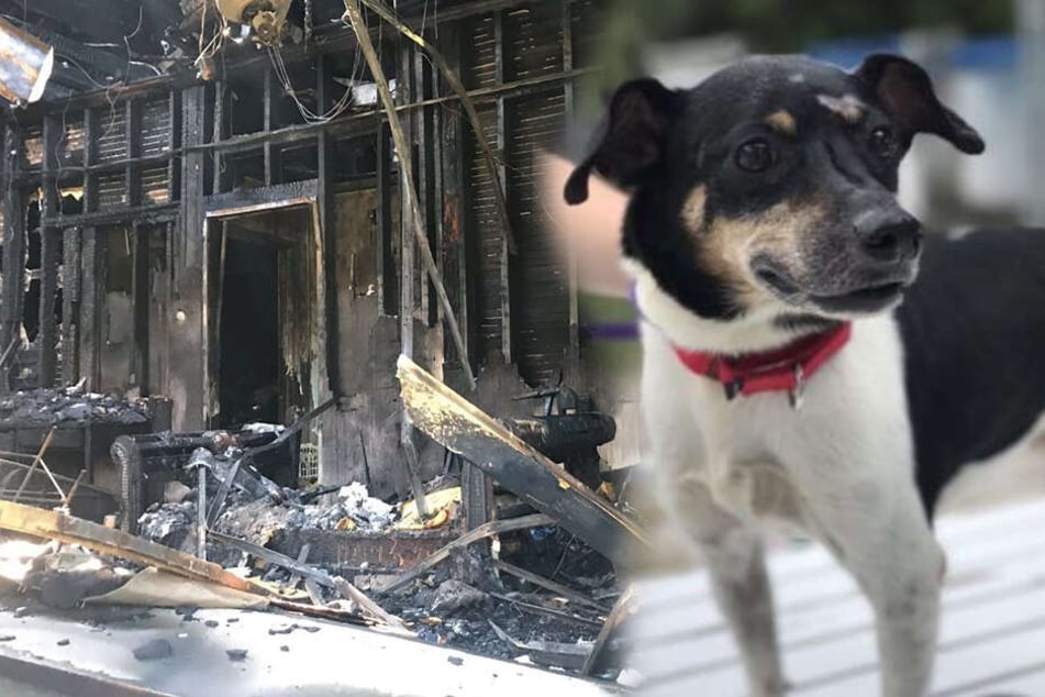 Hund Zippy starb in den Flammen.