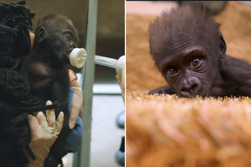 Forth Worth Zoo shares update on baby gorilla's heartbreaking search for a mom