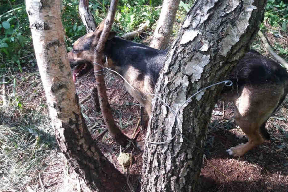 Ein Spaziergänger fand das Tier zufällig im Wald.
