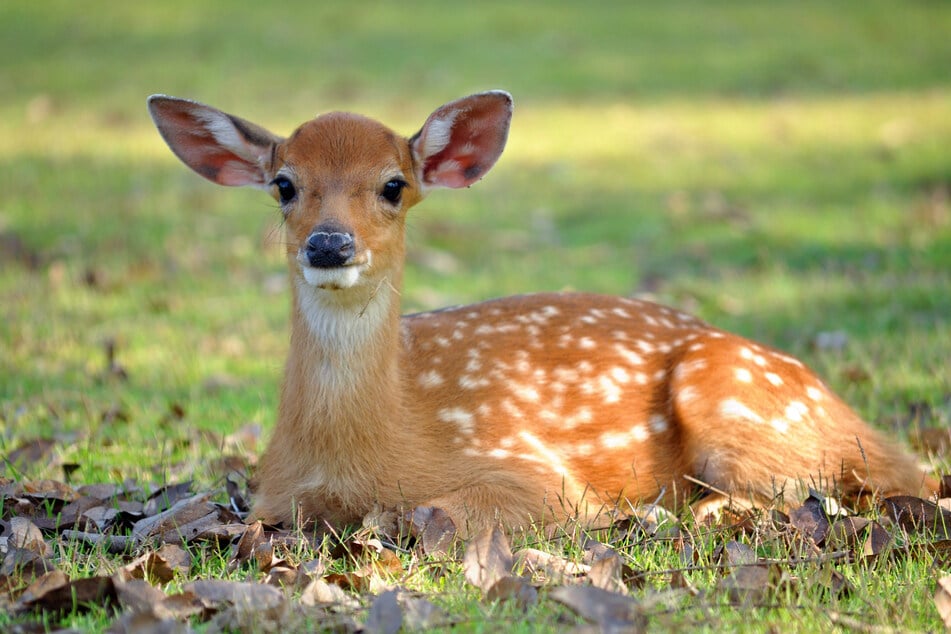 Junge Rehe verharren bei Gefahr regungslos am Boden und flüchten nicht. Das wurde im Mai elf Tieren in Lichtenau zum Verhängnis. (Symbolbild)