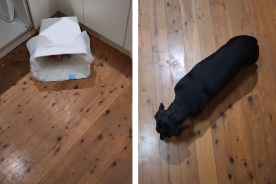 Dog duo scores viral hit on TikTok with hilarious twist to a messy mystery