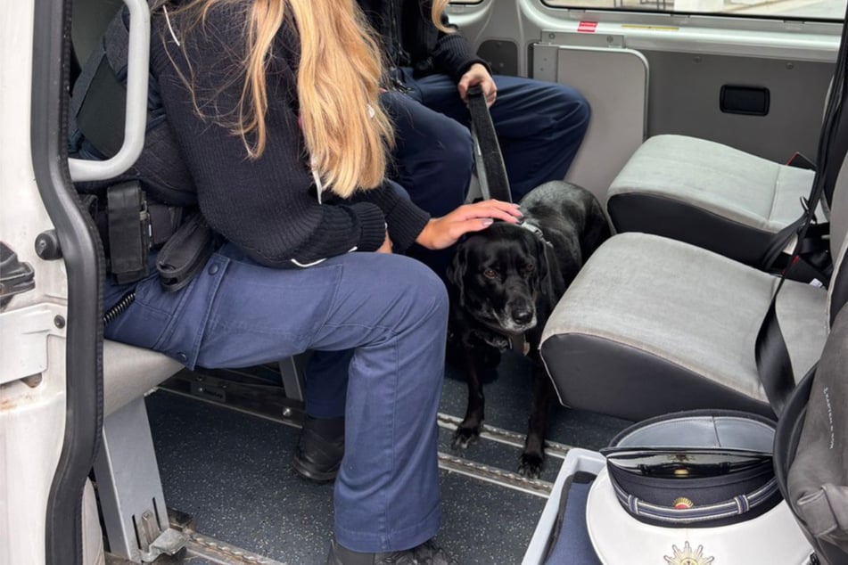 Im Polizeibus wird die Hundedame wieder sicher zurück zu ihrem Herrchen gebracht.