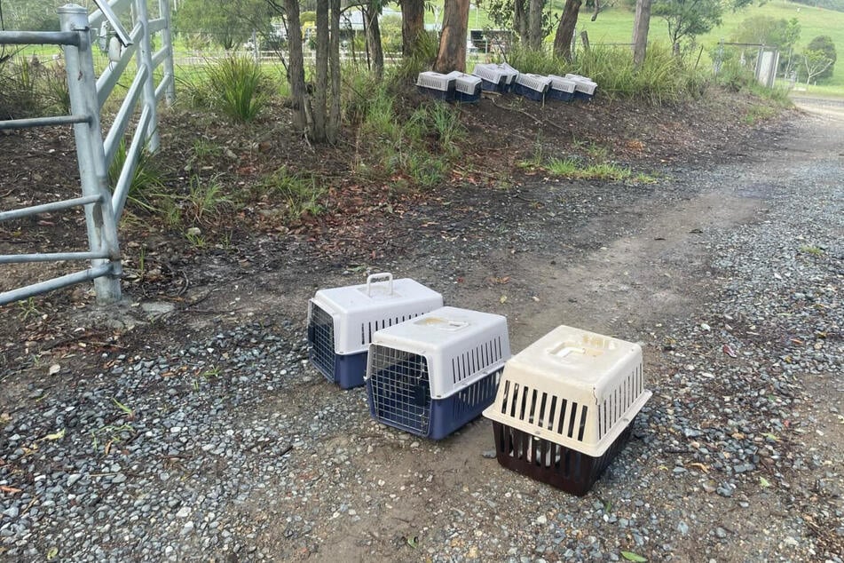 La empleada del refugio de animales, Anna Seares, descubrió al comienzo de su turno trece jaulas en la puerta de entrada del centro.