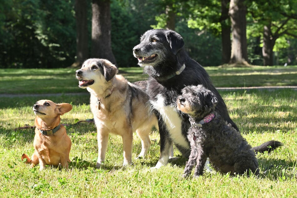 Erwin (7), Mila (16), Mystery (10) und Lotti (12, v.l.) gehören Anja. Sie alle stammen aus dem Tierschutz.
