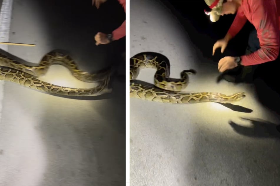 Schlangen-Jäger stürzt sich auf Riesen-Python: Die Reaktion des Tieres erwischt den Mann kalt