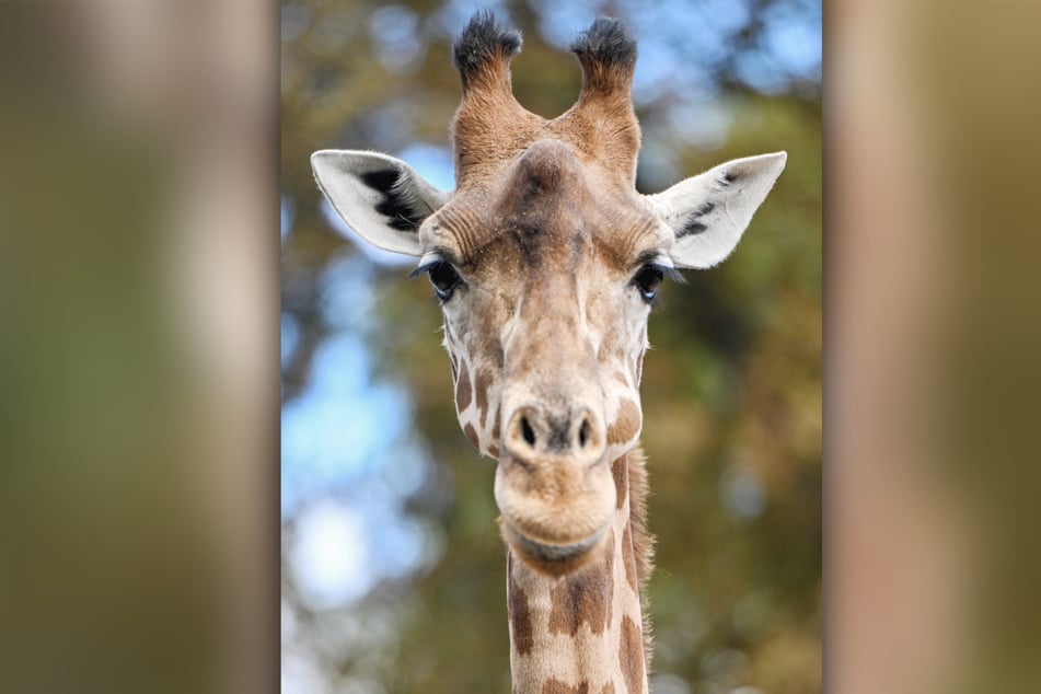 Auch die Giraffen sind neugierig und lernen ihre neuen Mitbewohner kennen.