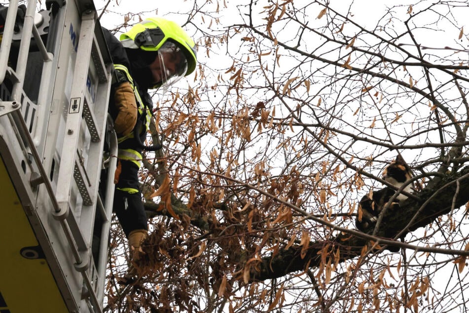 Die Katze saß auf dem höchsten Ast des Baumes.