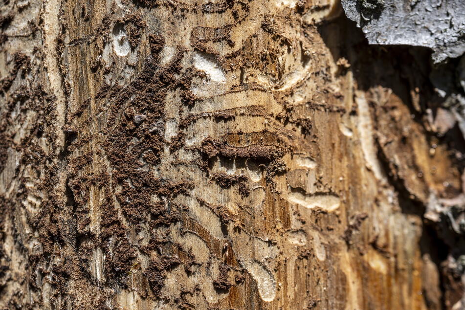 Die Larven der Käfer hinterlassen charakteristische Fraßgänge im Holz.