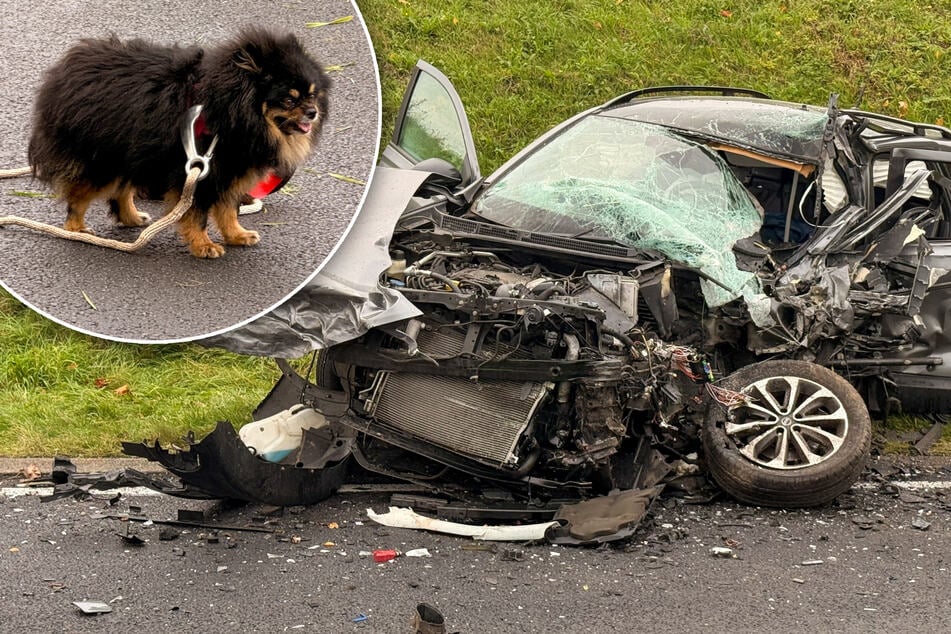 Tragisch: Hund verliert Frauchen bei tödlichem Unfall in der Eifel