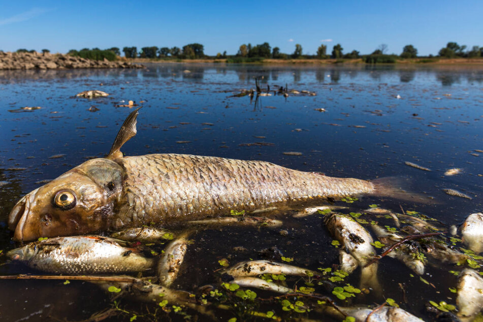 In der Oder ist es zu einem massiven Fischsterben gekommen. Behörden in Brandenburg warnen davor, das Flusswasser zu nutzen oder in Kontakt damit zu kommen.