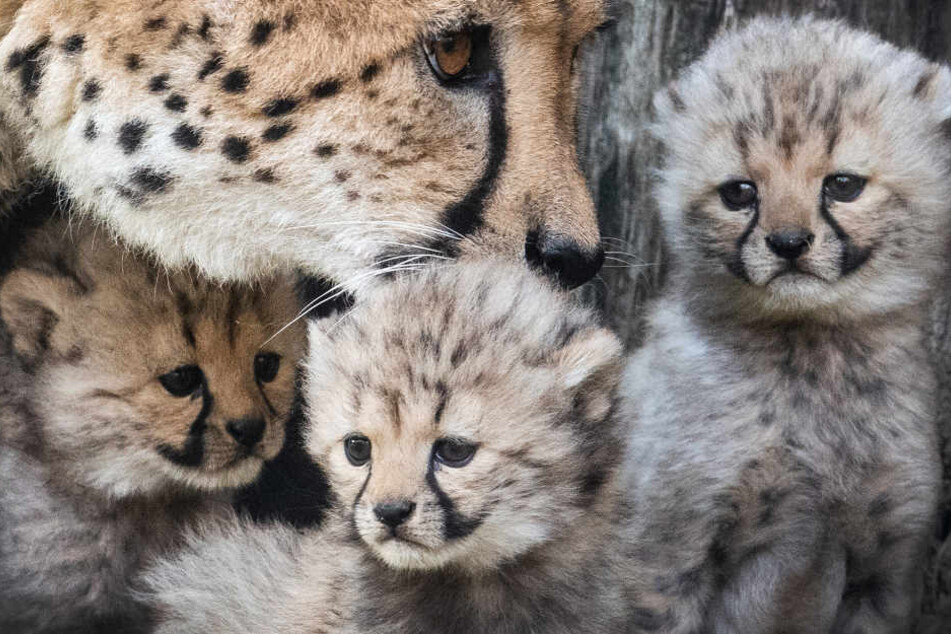 Ihre drei Schützlinge sind Mama "Isantya"´s ganzer Stolz.