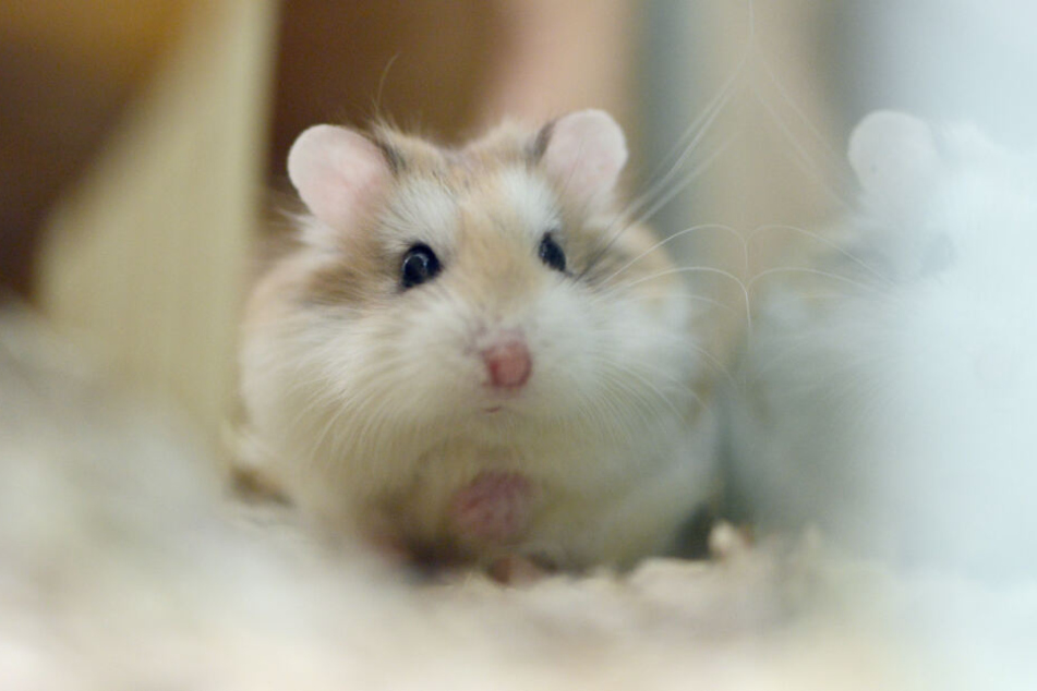 Die Erkenntnisse aus dem Experiment sollten für die Raumfahrt genutzt werden (Symbolfoto).
