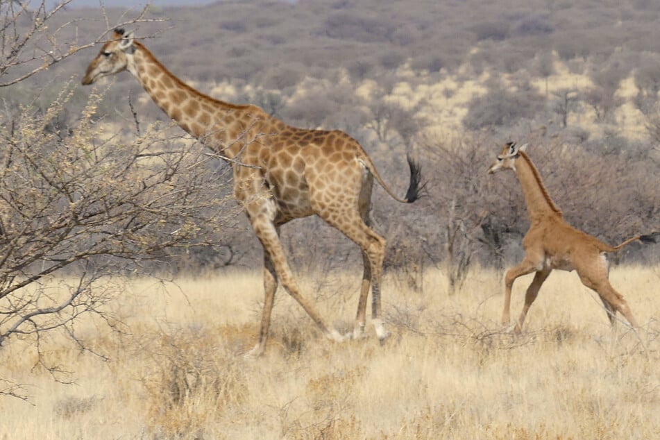 Hier tapst das wenige Monate alte Giraffen-Baby seiner Mutter hinterher. Noch nie zuvor konnte eine fleckenlose Giraffe in freier Wildbahn fotografiert werden.