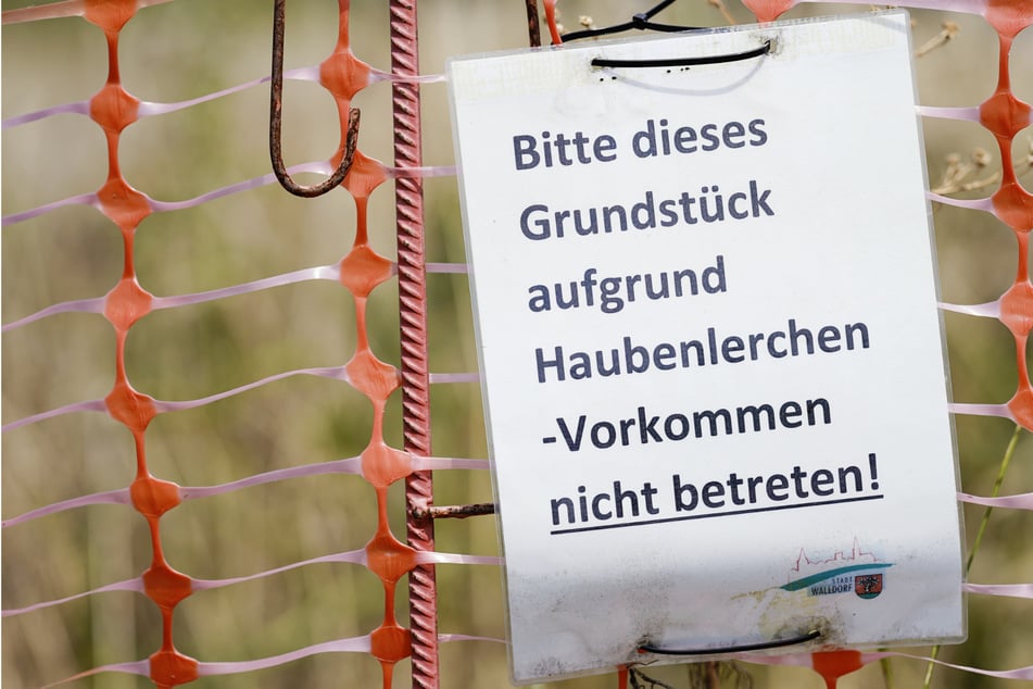 Vogelschutz in Walldorf: Monatelanger "Hausarrest" für Katzen auch dieses Jahr