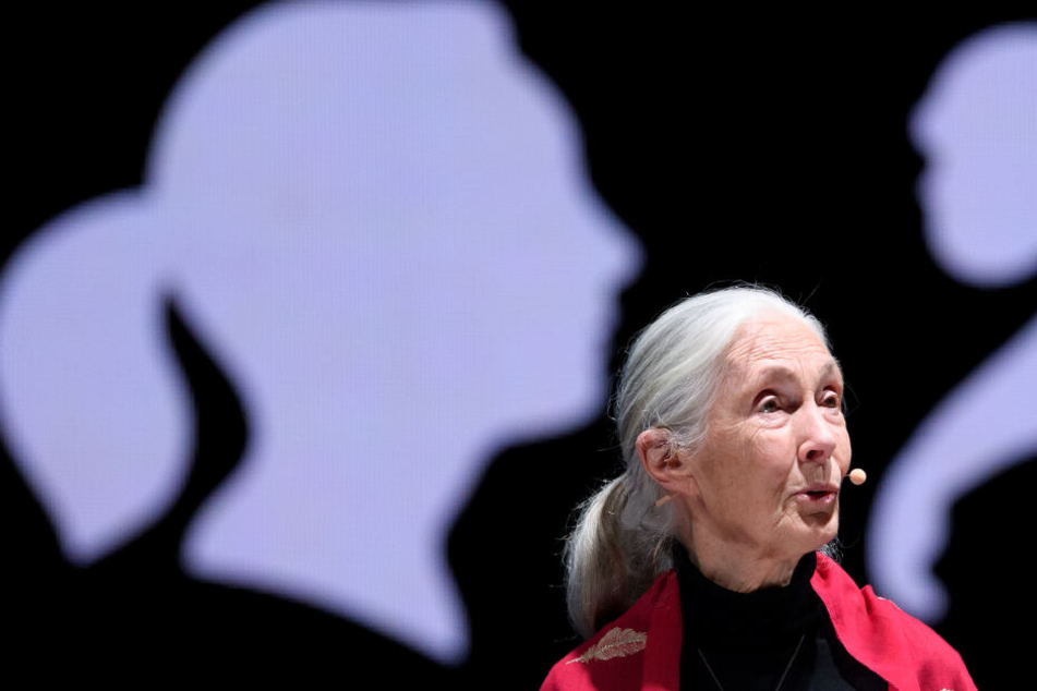 Jane Goodall bei ihrem Vortrag "Reasons for Hope" in München.