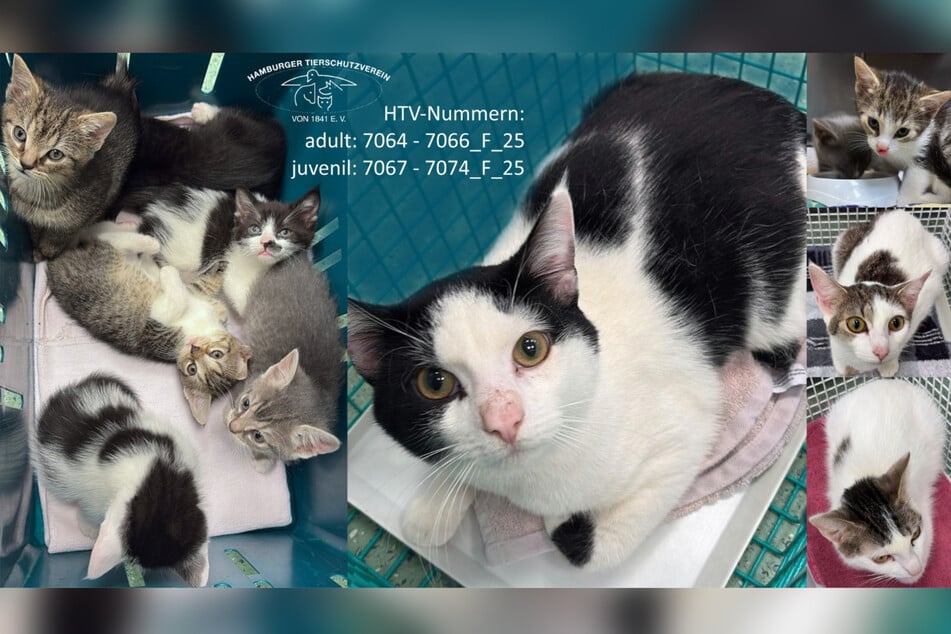 Insgesamt elf Katzen wurden in dem Karton ausgesetzt.