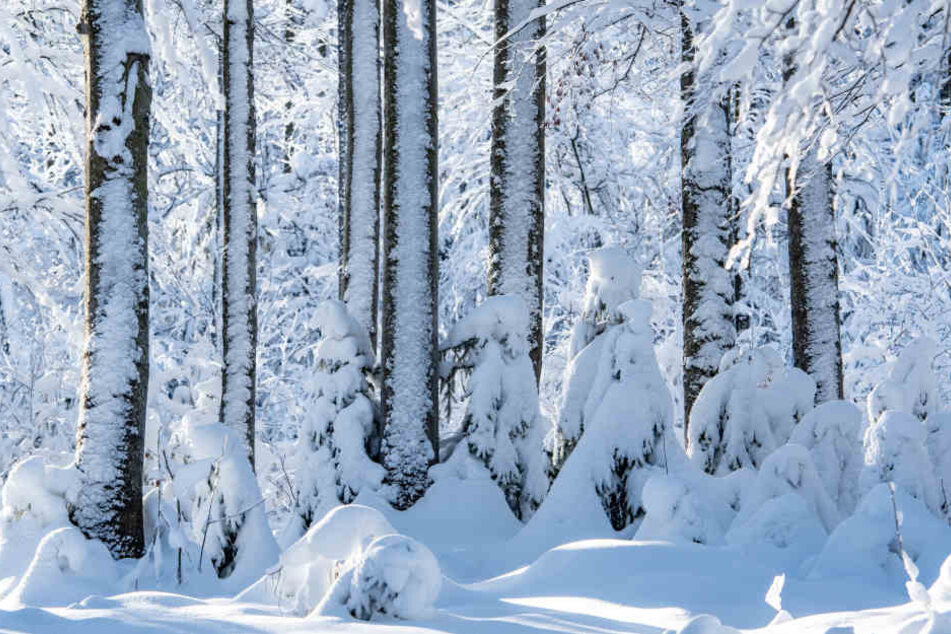 Wer weiße Weihnachten haben will, muss in die Berge fahren.