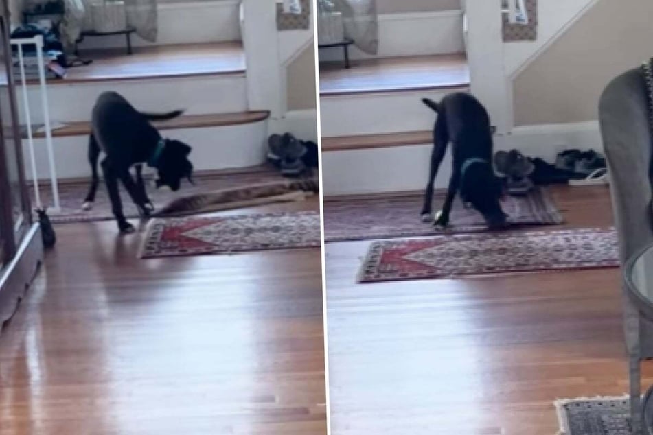 Mort the dog has been living with his foster family for a while now, and recently surprised them with his polite manners!