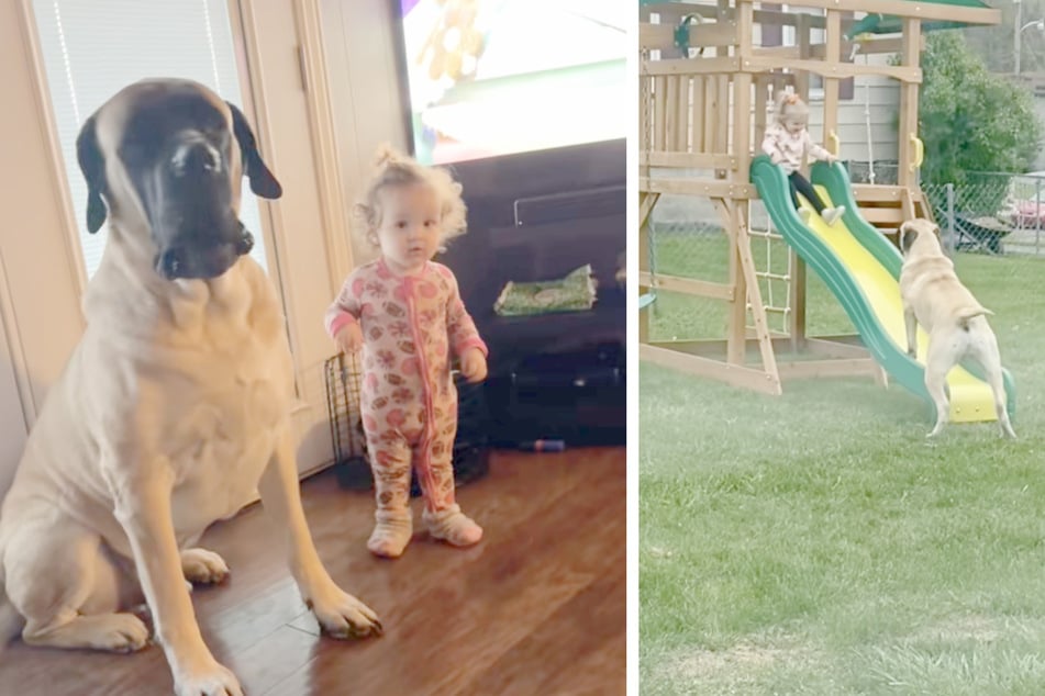 Mastiff Bennie (5) zog trotz Warnung des Tierheims bei Familie Miller ein.