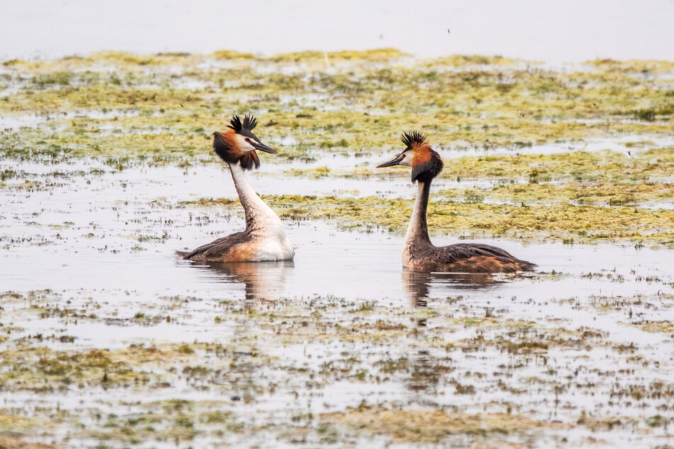 This bird has got one odd mating ritual.