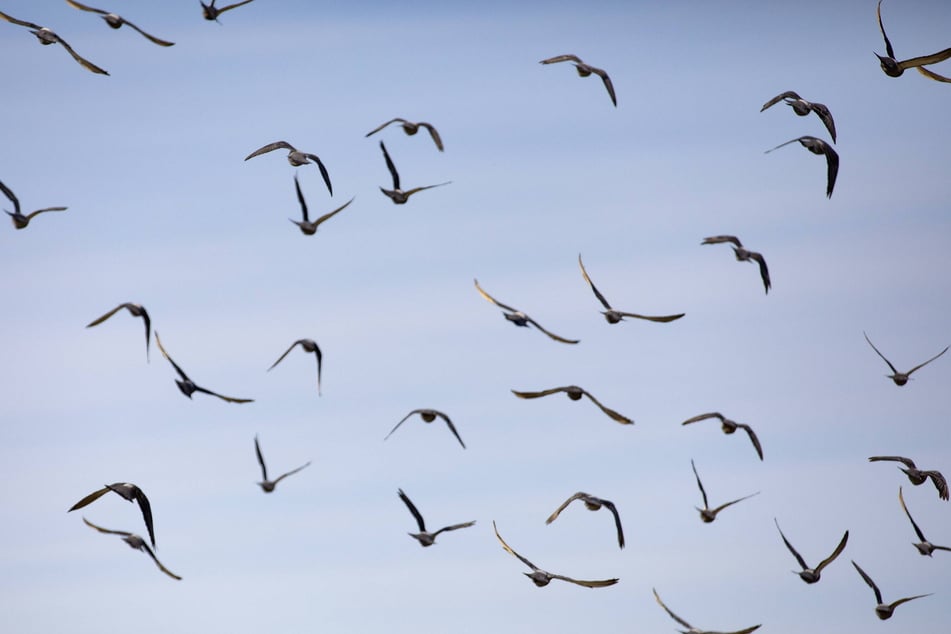 The International Union for Conservation of Nature assessment found that 61% of bird species have declining populations.