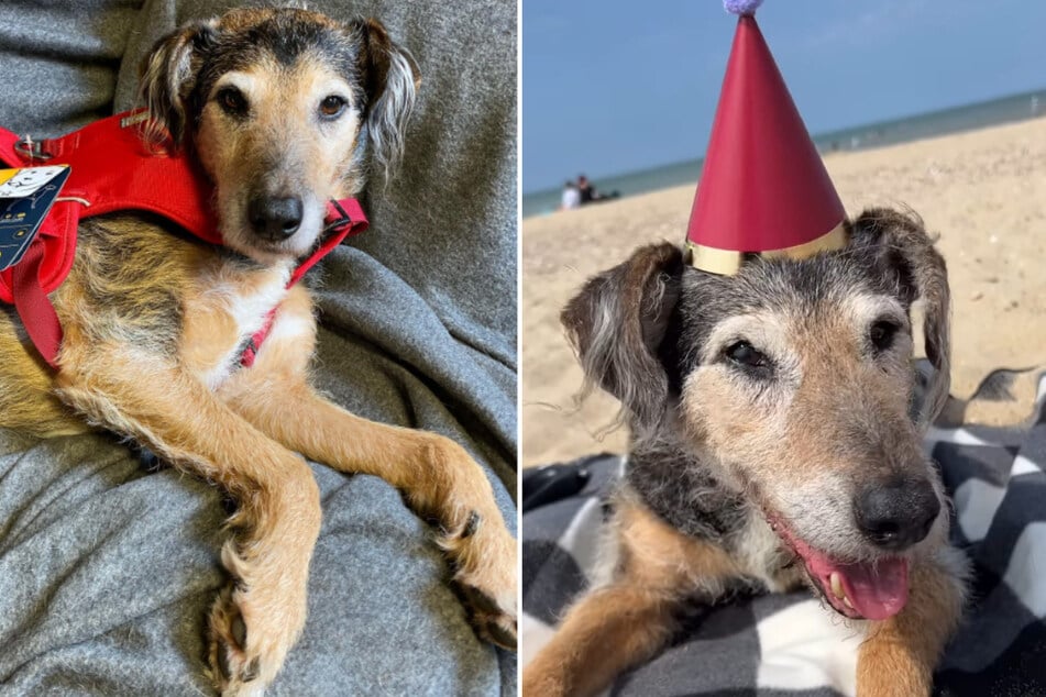 Hund Lupo hat zu seinem 16. Geburtstag einen lustigen Partyhut geschenkt bekommen ...
