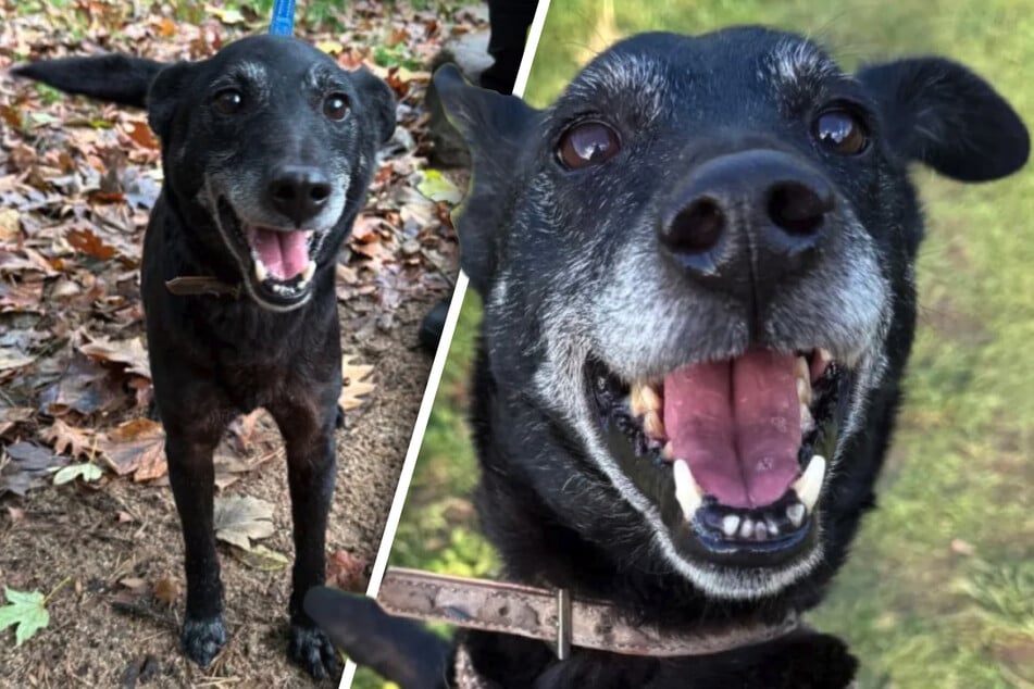 Arthur, der Wirbelwind aus dem Tierheim Köln-Dellbrück, sucht sein Für-immer-Zuhause.