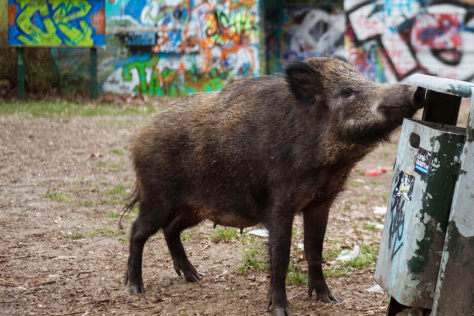 Das Foto aus dem Jahr 2016 zeigt ein Wildschwein vor urbanem Hintergrund auf Nahrungssuche.