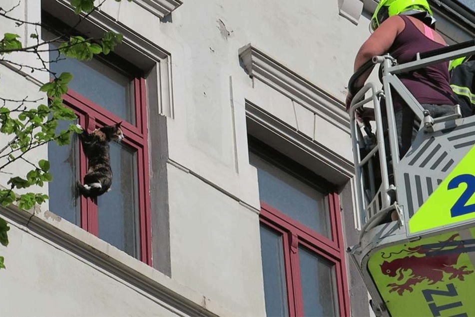 Katze Missy war ausgebüxt und traute sich nicht zurück.