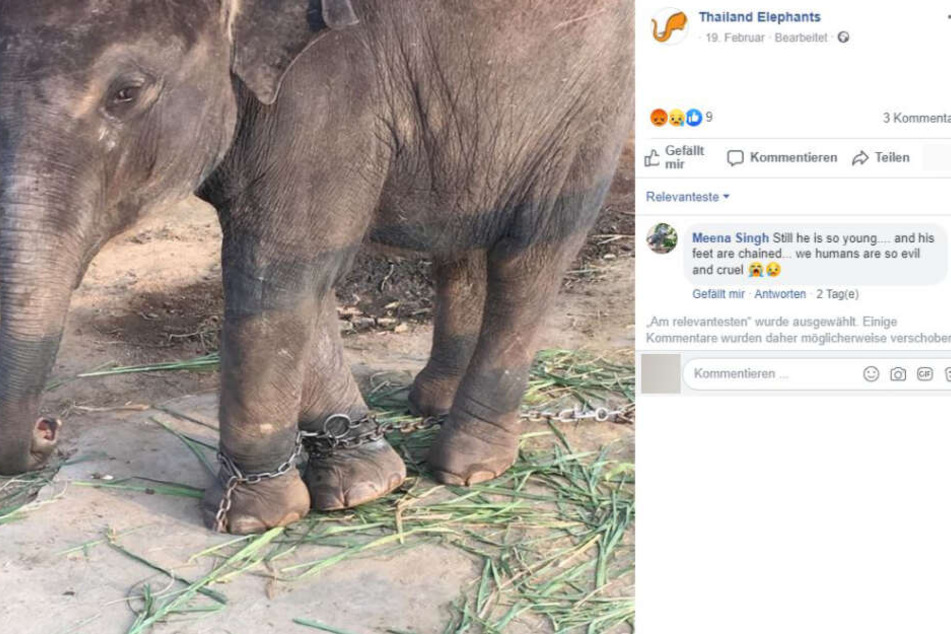 Ein Foto, welches unter die Haut geht. Meena, festgekettet und unglücklich.