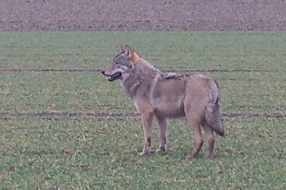 Der Wolf nun schon an drei Orten in Ostwestfalen-Lippe gesichtet