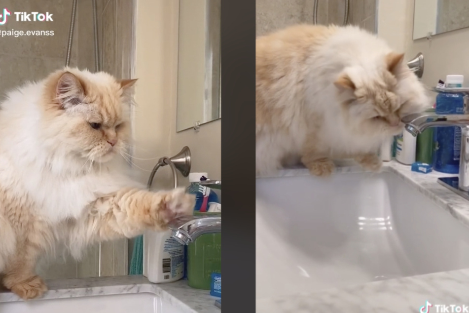 Besitzerin Paige ist immer wieder verblüfft, was sich Kater Blake alles so einfallen lässt.
