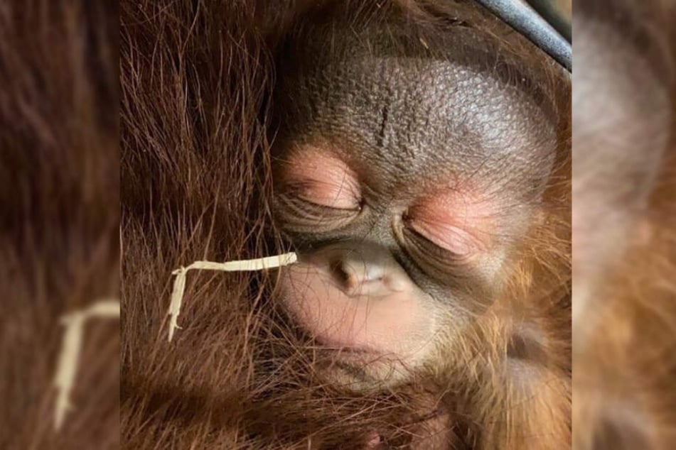 Der kleine Orang-Utan kuschelt sich an seine Mutter