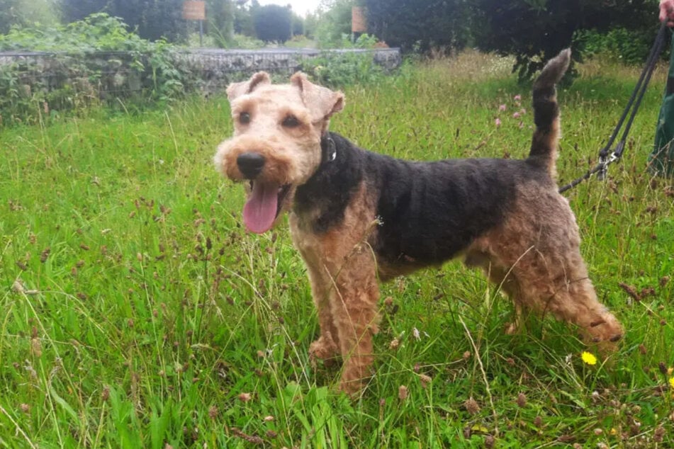 Hund Benni braucht viel Liebe, Zeit und Geduld.