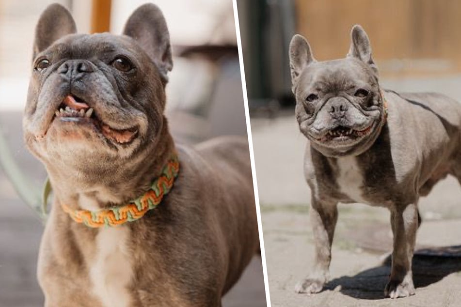 Frenchie Eddy muss schweren Schicksalsschlag verkraften und sucht neues Zuhause