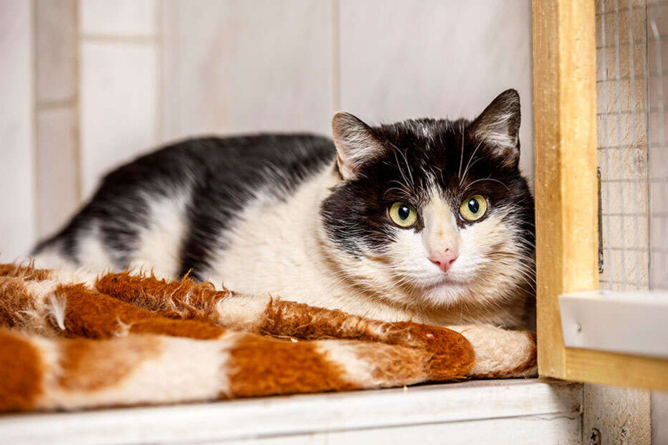 Kater Gerd verlor gerade erst seinen vertrauten Zweibeiner.