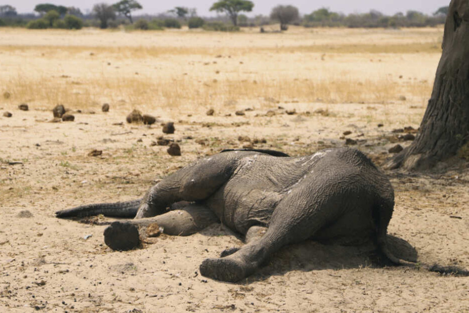 Der Kadaver eines toten Elefanten liegt im Hwange-Nationalpark.