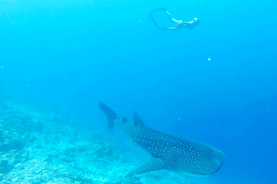 Sarah Connor (41) schwimmt nur wenige Meter entfernt von einem riesigen Hai.