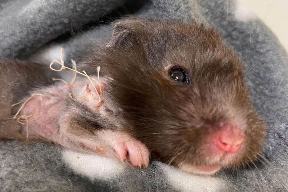 Hamster "Ilse" hat eine Operation hinter sich und erholt sich nun im Tierheim.