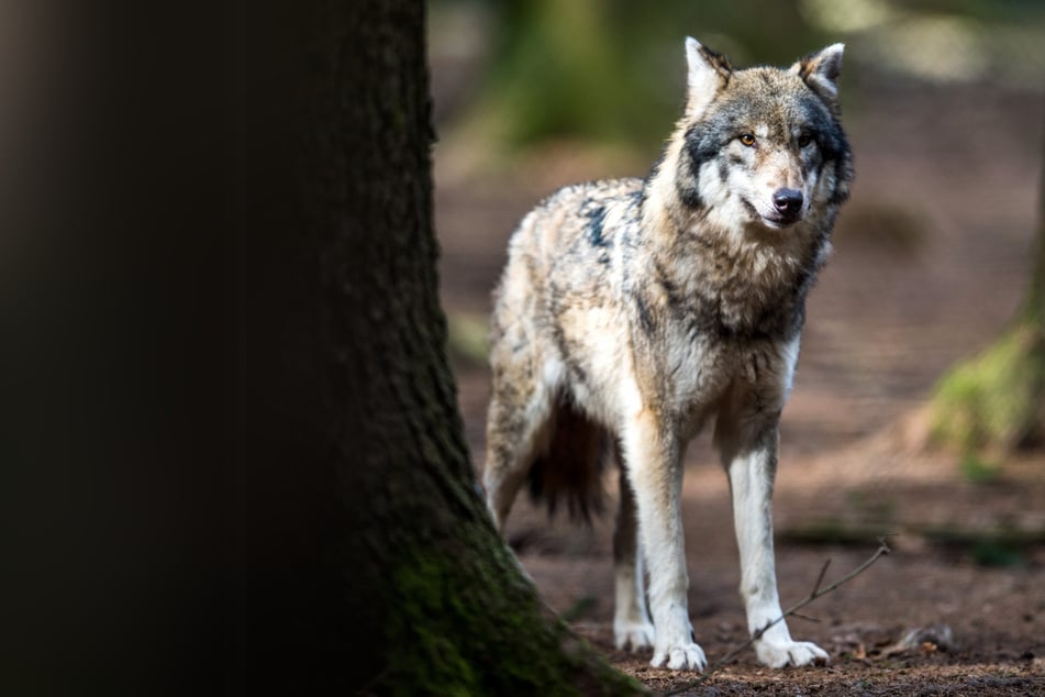 Wölfe: Überfahren? Toter Wolf in Sachsen entdeckt