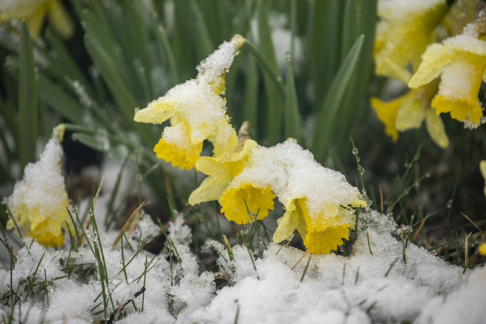Die Frühblüher wurden eiskalt überrascht und sind nun mit Schnee bedeckt.