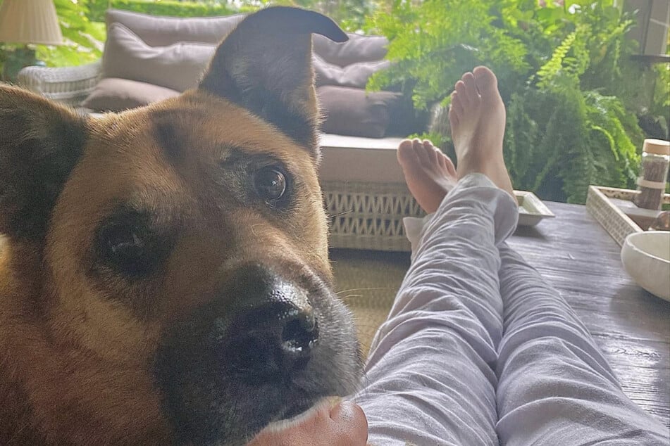 Auch bedürftige Fellnasen und diverse Tierschutzorganisation werden von dem 44- finanziell unterstützt.