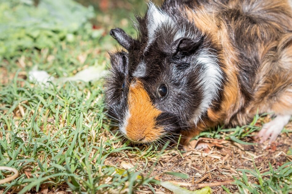 Meerschweinchen können sich beim Umherspringen verletzen.